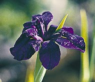 plant_black_widow_water_iris.jpg