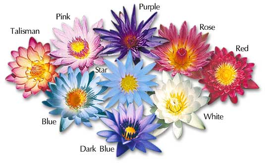 A beautiful bouquet assortment of Water Garden Flora