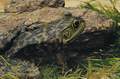 Bullfrog Tadpoles - 