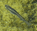 Mosquito Fish - 