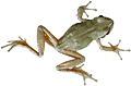 Treefrog Tadpoles - 
