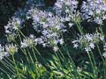 Dwarf Lily Of The Nile - Dwarf Agapanthus Amaryllidaceae
