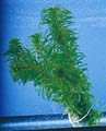 Anacharis - 