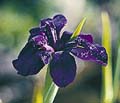 Black Widow Water Iris - 