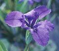 Blue Water Iris - 