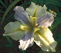 Bridesmaid Water Iris - 