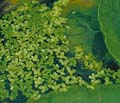 Duckweed - Lemma minor