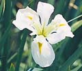 Her Heighness White Water Iris - 