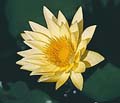 Jamie Lu Skare - 