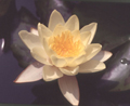Lucidia - 