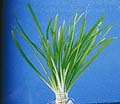 Minature Sagittaria - 