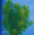 Myriophyllum - 