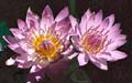 Tropical Pinks - 