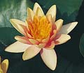 Robinsoni - 
