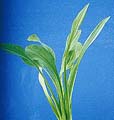 Sagittaria Sinensis - 