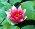 Splendida - 