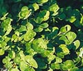 Water Clover - Marsielea quadrifolia
