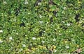 Water Cress - Roripppa nasturtium-aquaticum