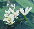 Water Hawthorne - Aponogeton distachyus