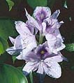 Water Hyacinth - Eichhornia Crassipes