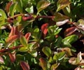 Water Hyssop Bacop - 