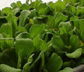 Water Lettuce - Pistia Stratiotes
