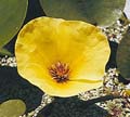 Water Poppy - Hydrocleis nymphaeoides