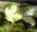 Yellow Snowflake - Nymphoides geminate