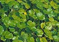 Click to view larger image Four Leaf Pennywort