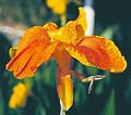 Golden Yellow Water Canna