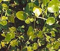 Pennywort