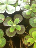 Water Clover