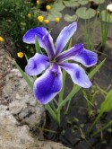 Water Iris Blue