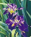 Water Iris Purple