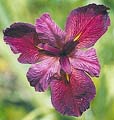 Water Iris Rose Red