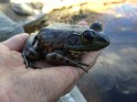 Bullfrog Tadpoles