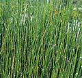 Horsetail Rush