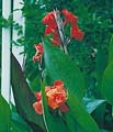 Red Water Canna