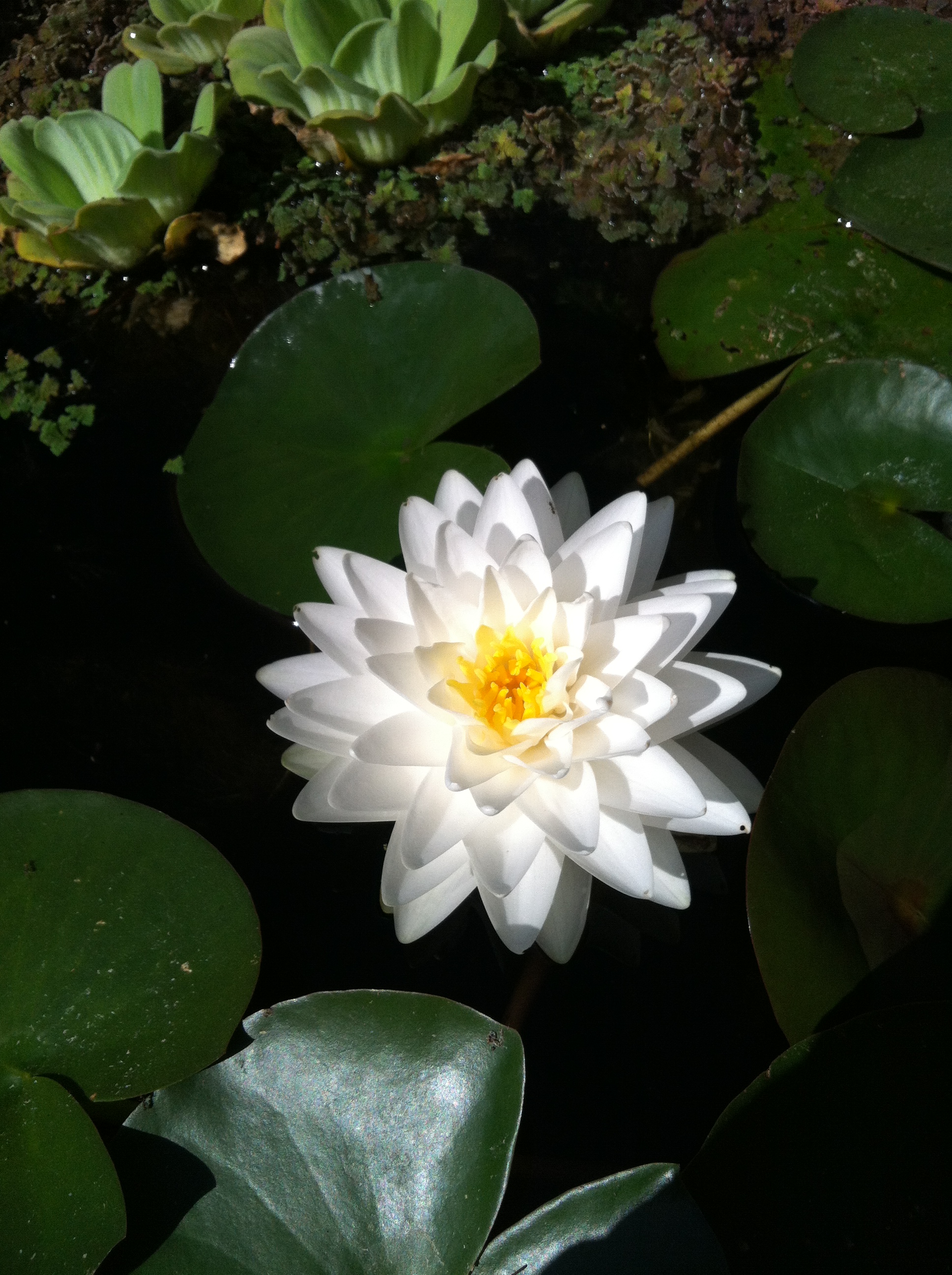 Water Lilies for the Garden Pond Nymphea virginalis-gets a lot of White Flowers! 