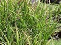 Click to view larger image Carex