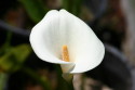 Calla Lily