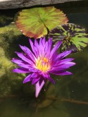 Click to view larger image Blue Aster