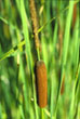 Cattail