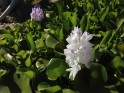 Water Hyacinth