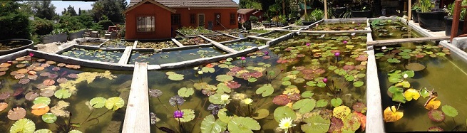 Water Garden Shop