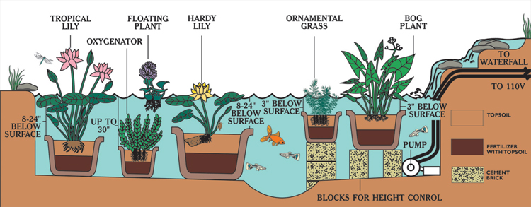 Planting Diagram