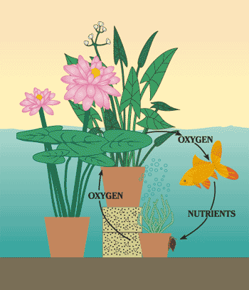 Natural Pond Balance Eco-System Formula