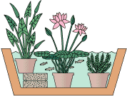 Cut-Away Diagram of a Water Garden Tub with Hardy Water Lilies, Oxygenating Grass, and Pond Plants