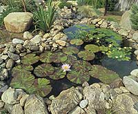 Lily pads in a rough stone walled pond