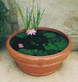 Terracotta Pot converted into a Tub Garden home for a beautiful Pink Hardy Water Lily.